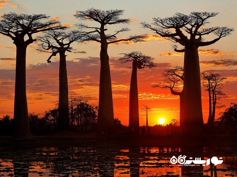 5- خیابان بِیوبَبس (Avenue of the Baobabs)