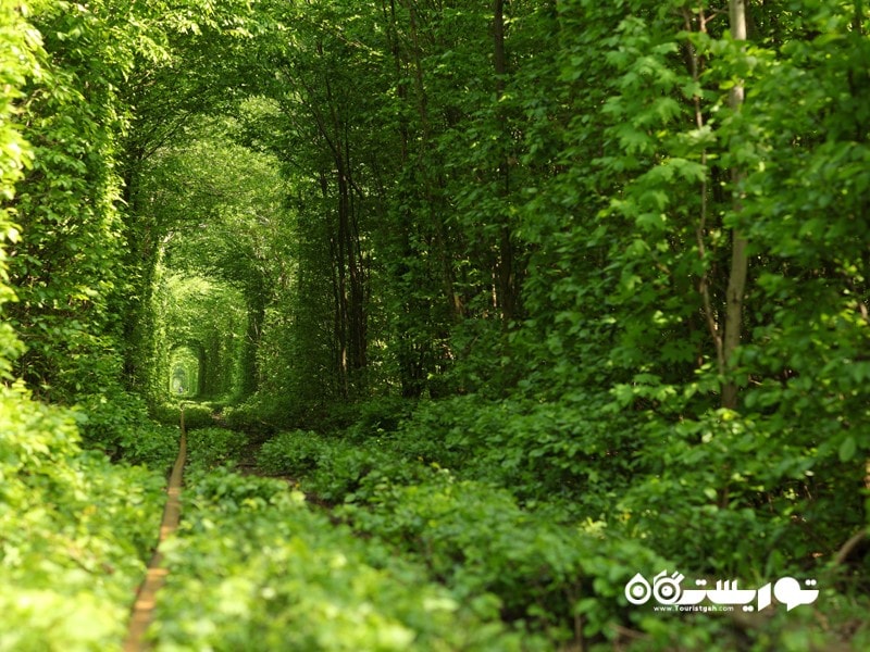 قطار یک قطعه رویایی از جنگل