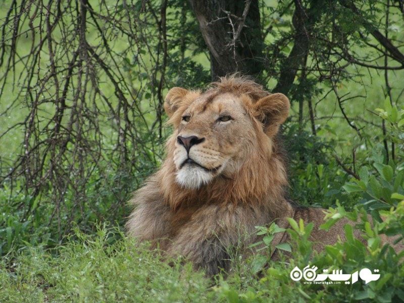 پارک حفاظت شده شیرها (Lion Park Reserve)