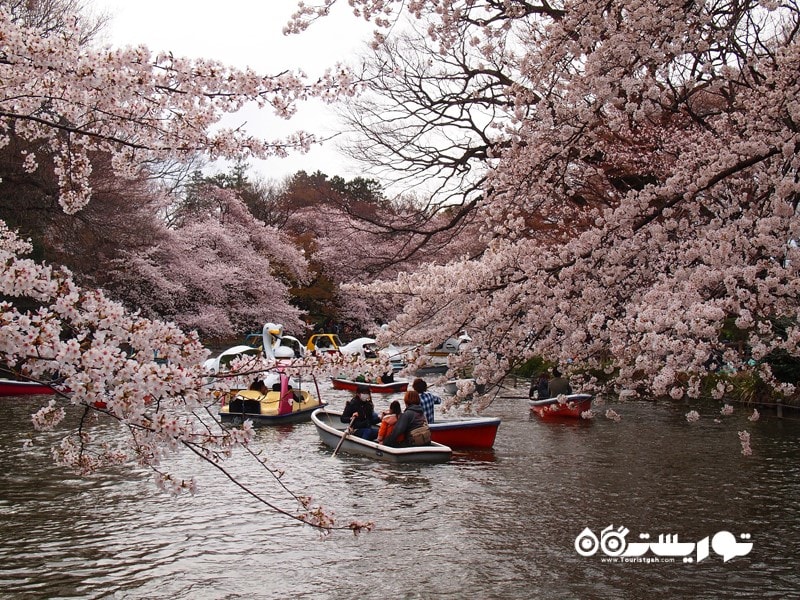 4- جشن شکوفه های گیلاس 