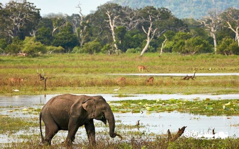 2- پارک ملی یالا (Yala National Park)   