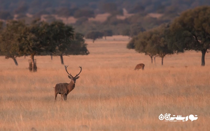 11- پارک ملی کابانروس (Cabaneros National Park)