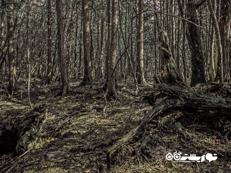 8- دریایی از درختان یا آئوکیگاهارا (Aokigahara) در ژاپن