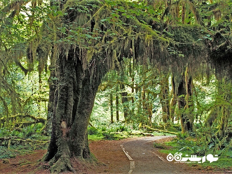 جنگل بارانی هو (Hoh Rain Forest)، واشنگتن