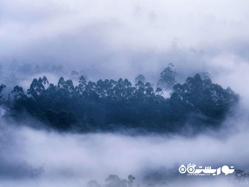 ۳. مونار - کرالا یکی از مقاصد برتر جهان که مه در آنها «جادوی ناب» می آفریند