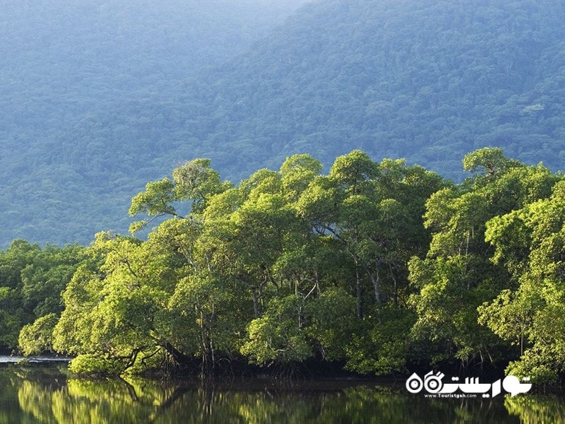  جنگل های سراسر جهان که در معرض خطر نابودی قرار دارند