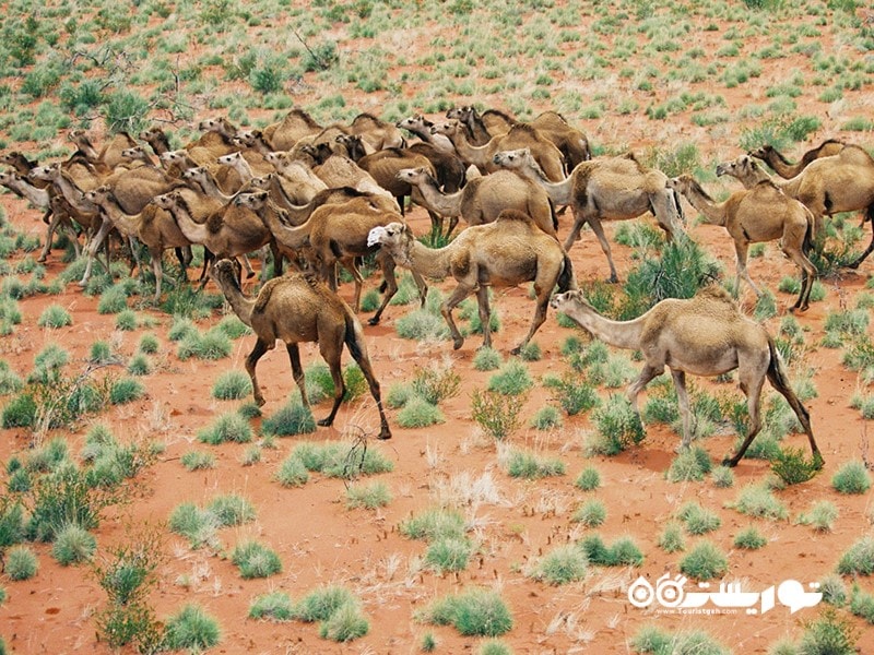 شتر وحشی در نقاط دور افتاده استرالیا