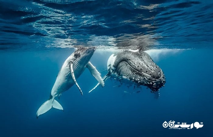 7. جزایر واوائو، تونگا (Vava’u Islands, Tonga)