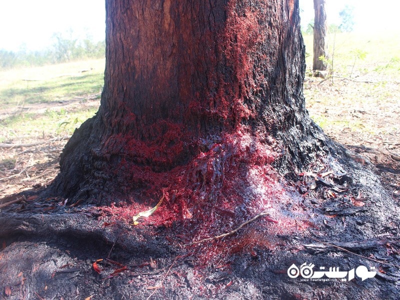 10- درخت بلاد وود (Bloodwood Tree (Corymbia Opaca