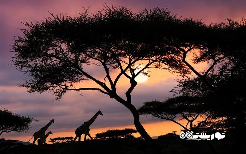 پارک ملی سرنگتی (Serengeti National Park)، تانزانیا