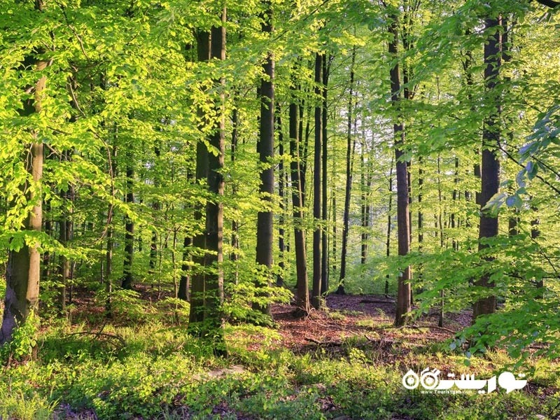 یک ورودی دنج برای جنگل مرموزسیاه آلمان