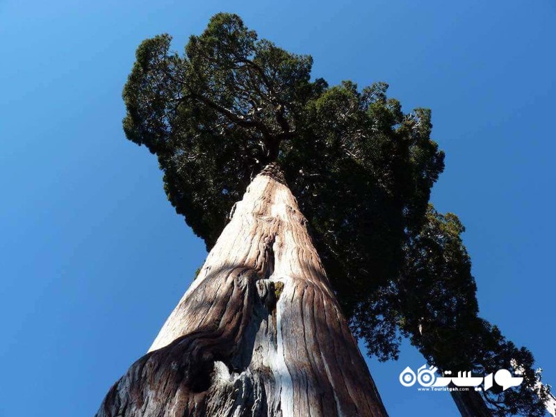 پنجمین درخت قدیمی جهان گران ابوالو (Gran Abuelo) در شیلی