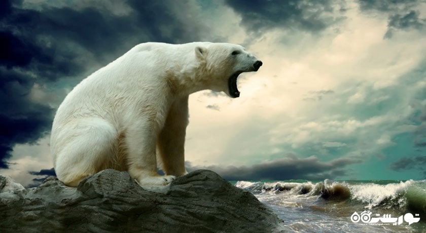 عدم وجود خرس قطبی در قطب جنوب