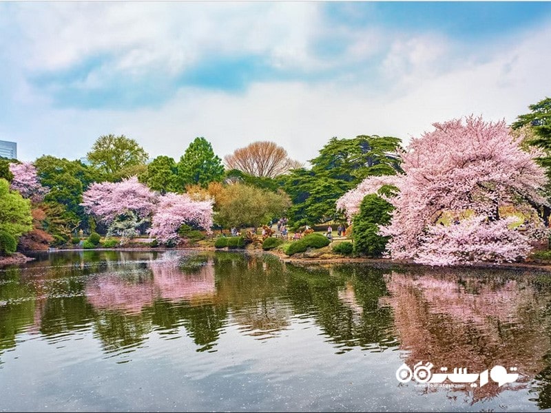 3. باغ ملی شینجوکو گیوئن (Shinjuku Gyoen) بسیار زیبا است و ارزش بازدید را دارد
