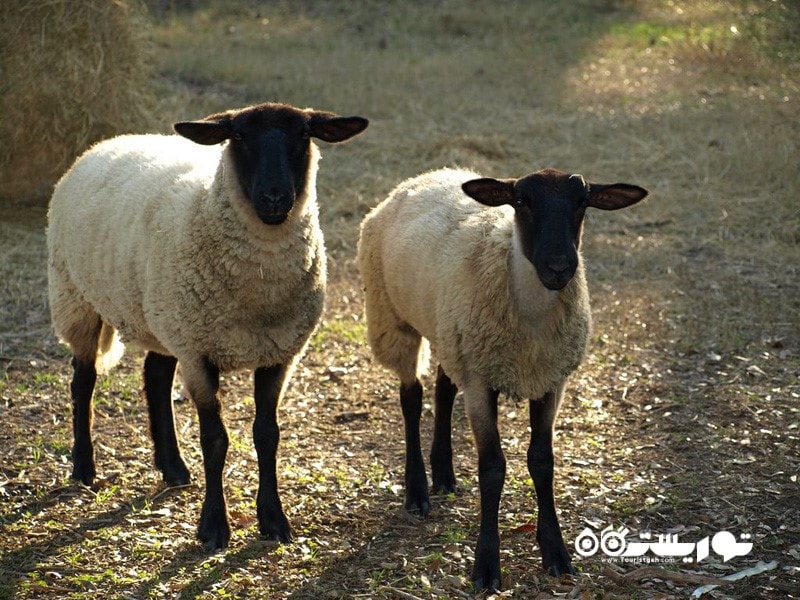 4- پناه دادن به گوسفندها