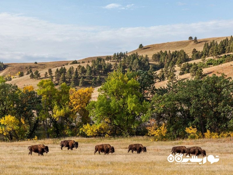 جنگل‌ های ملی بلک هیل (Black Hills Nationa Forest)