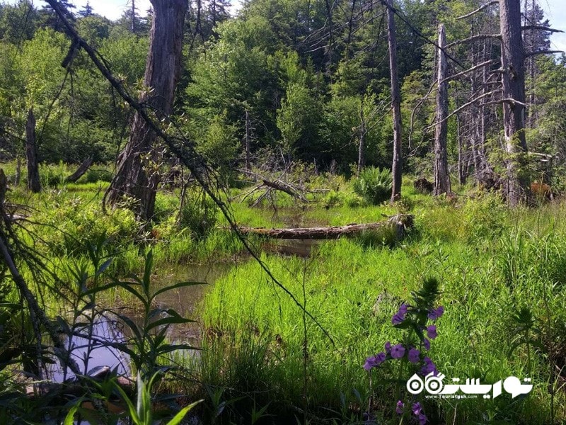 جنگل کرنبری (Cranberry Glades)، ویرجینیای غربی