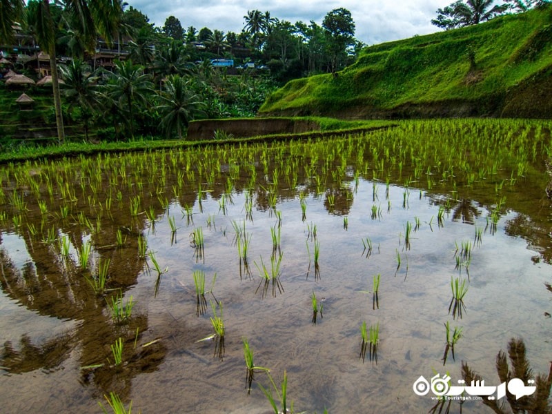 جوانه های برنج  در مزارع برنج