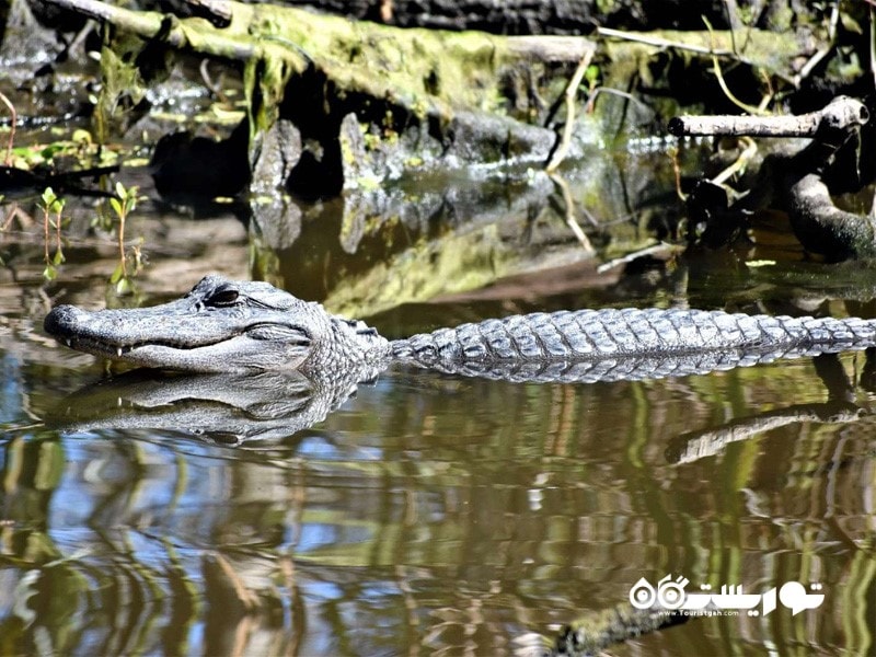 18. باراتاریا (Barataria)، لوئیزیانا (Luisiana)