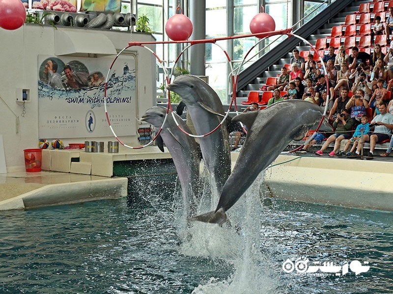 5- وارنا با دلفین نمایش های روزانه برگزار می کند