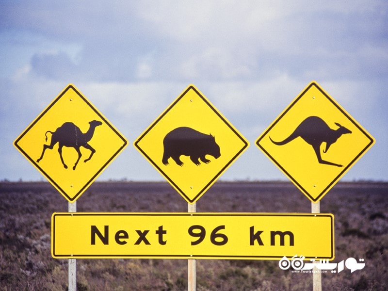 شترها، وامبت ها (Wombat) و کانگوروها