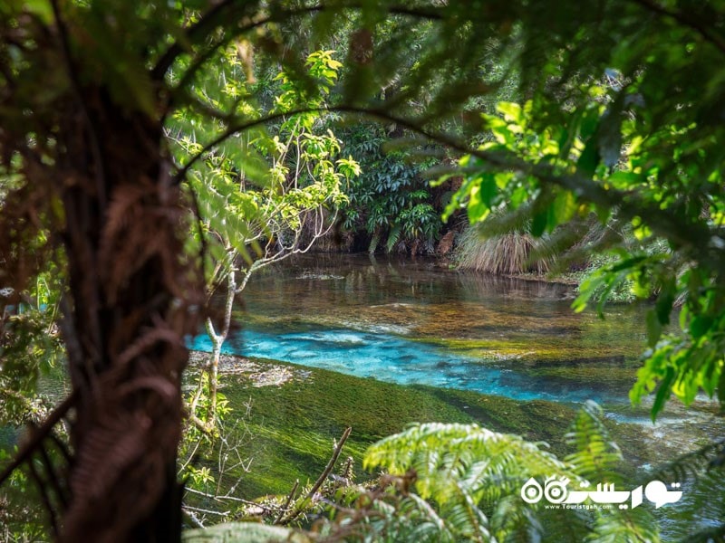 آماده باشید تا محو تماشای هامورانا اسپرینگز (Hamurana Springs) شوید