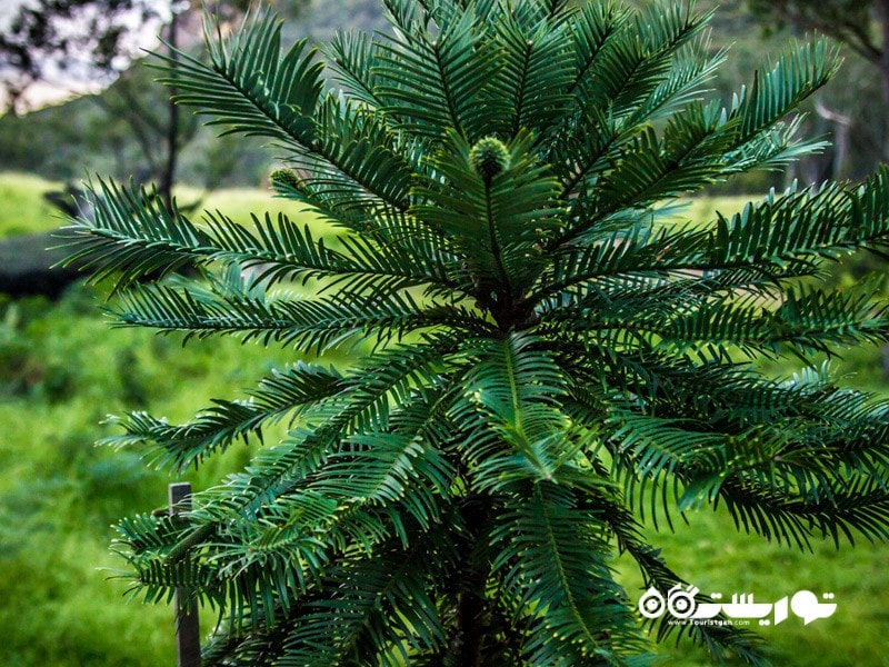 3- کاج وولمی (Wollemi Pine Tree (Wollemia