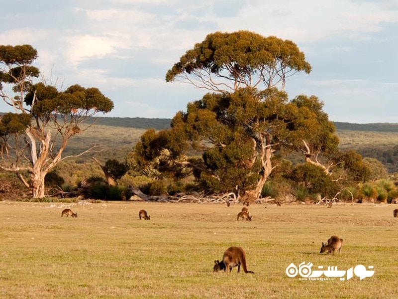 29.جزیره کانگرو (Kangaroo Island)، استرالیا