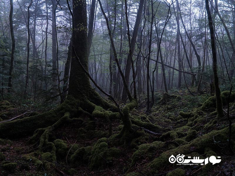 جنگل آئوکیگاهارا معروف به جنگل خودکشی (Aokigahara Forest)، ژاپن
