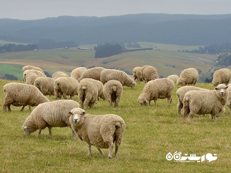 قانون گوسفند