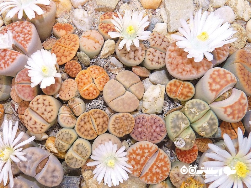 4: سنگرخ یا لیتوپس (Stone Plant (Lithops