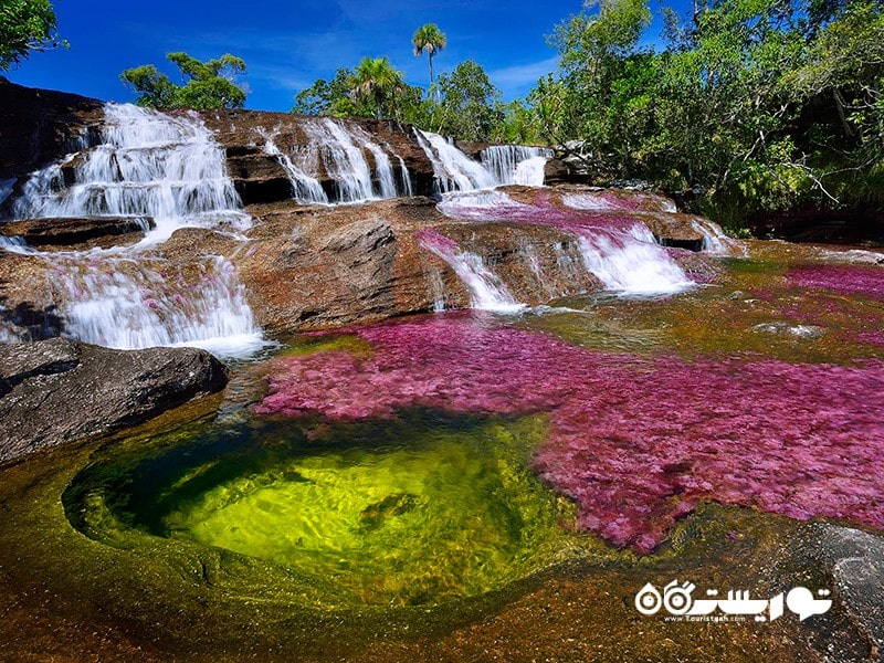 کانو کریستالز (Cano Cristales) در کلمبیا