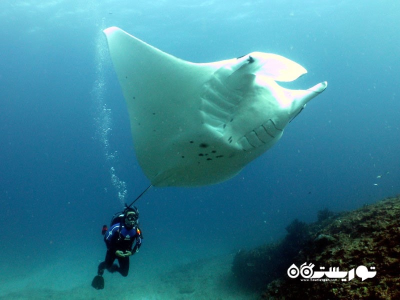 7- صخره دریایی نینگالو (Ningaloo Reef)، استرالیا