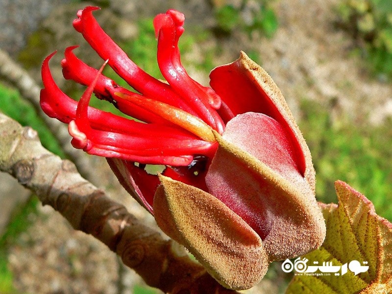 2- درخت دست شیطان  (Devil’s Hand Tree (Chiranthodendron Pentadactylon