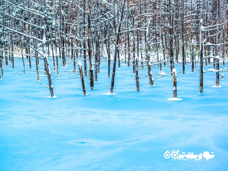 دریاچه بلو پاند (Blue Pond)، جزیره هوکایدو (Hokkaido)، ژاپن