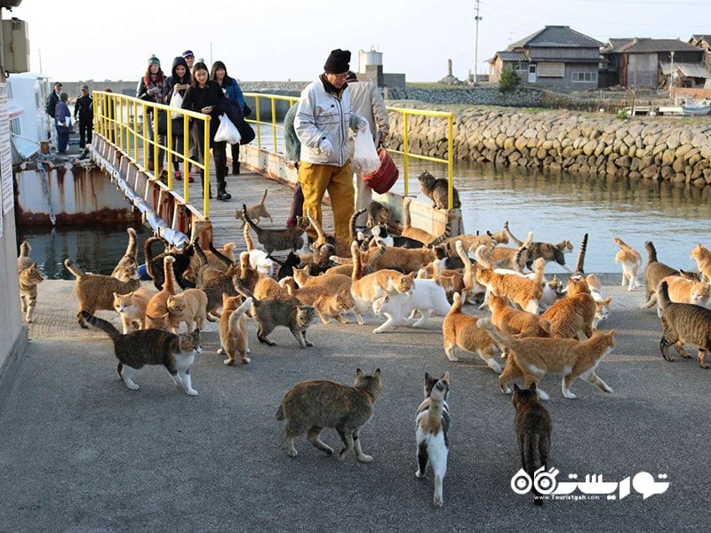 6- جزیره گربه (Cat Island)، ژاپن