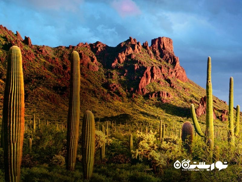 فینیکس، آریزونا (Phoenix, Arizona)