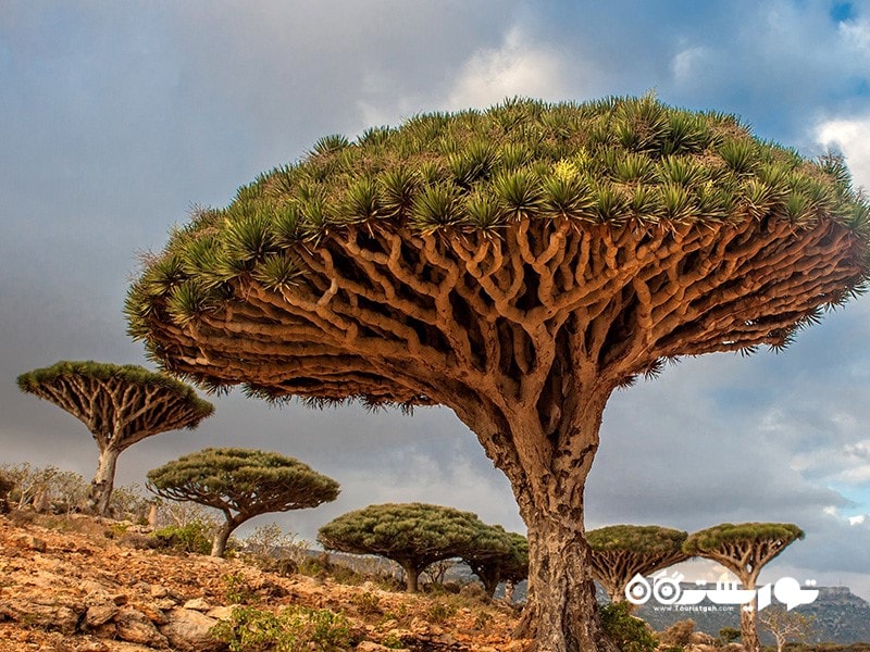 7- خون سیاوشان (Dragonblood Tree) در یمن