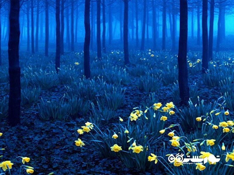 1- جنگل سیاه (Black Forest) در آلمان   