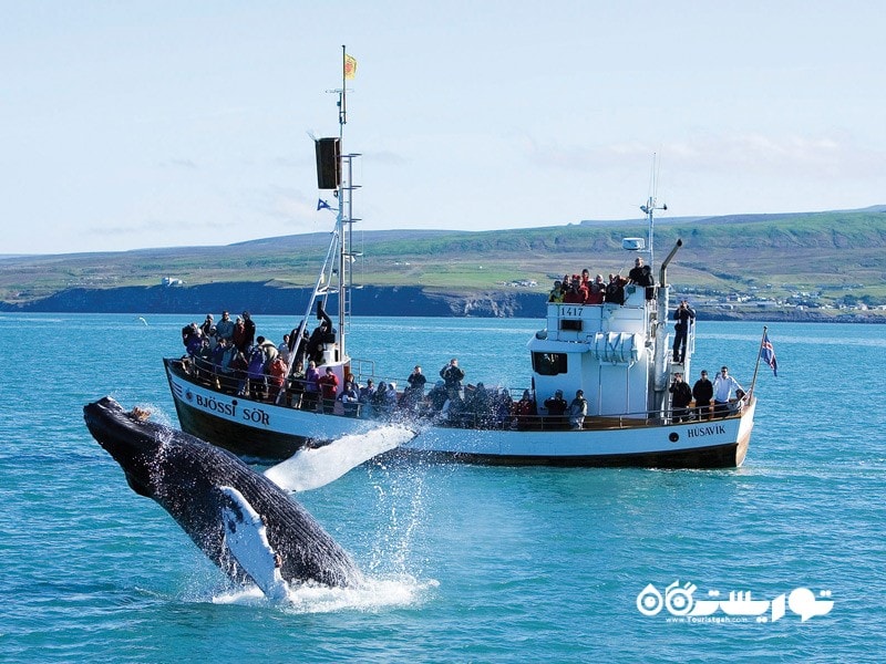 26- ایسلند، بهترین مقصد اروپایی برای تماشای نهنگ ها.