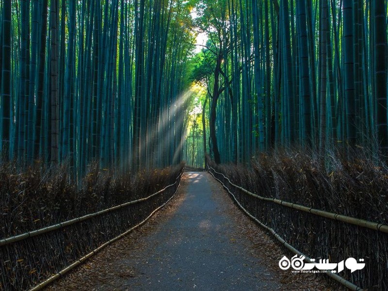 بیشه درختان بامبو در منطقه آراشی یاما ، کشور ژاپن