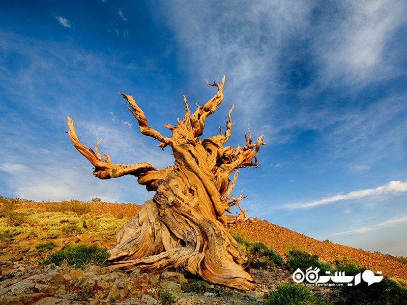 دومین درخت قدیمی جهان متوسلاه  Methuselah)) در کالیفرنی
