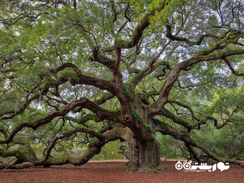 بلوط انجل (Angel Oak)، کارولینای جنوبی