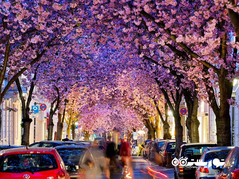 3- خیابان شکوفه های گیلاس (Cherry Blossom Avenue)