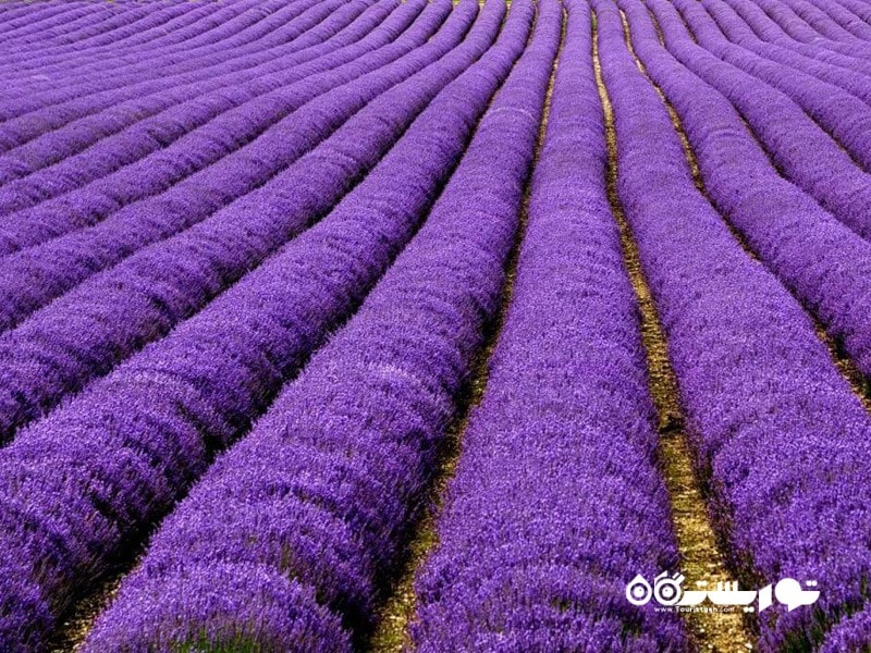 40.زمین‌ های بنفش (Lavender Fields) در کشور فرانسه