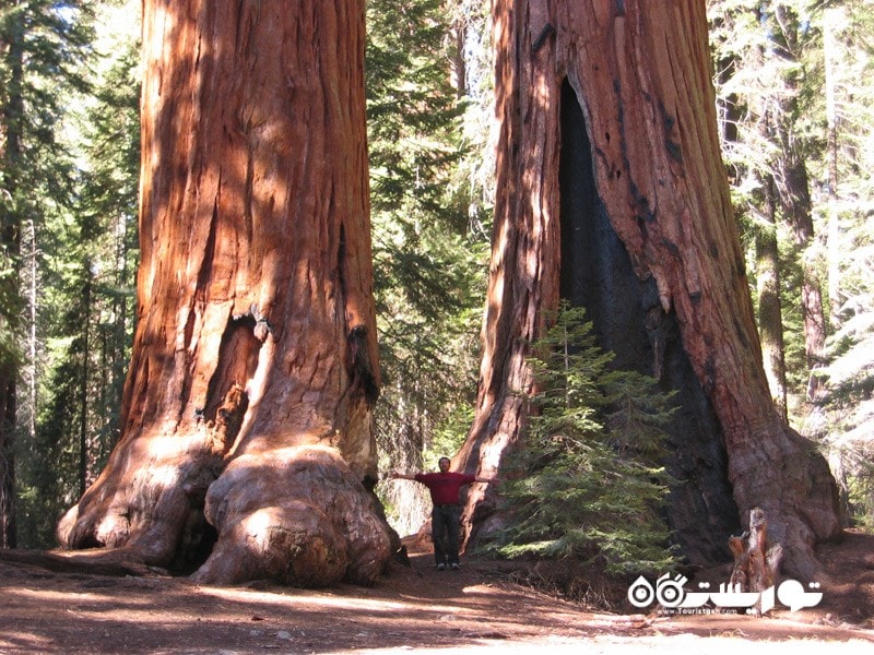 9- سکویا عظیم الجثه (Giant Sequoia (Sequoiadendron Giganteum