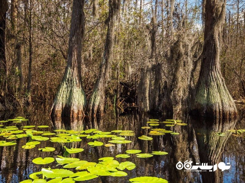 10. باتلاق اوکفنوکی (Okkefenokee Swamp)، جورجیا