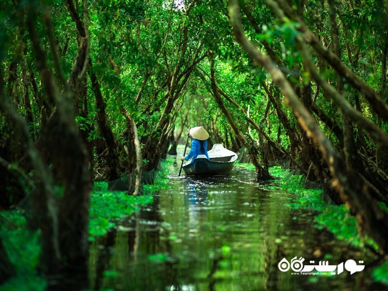 جنگل ترا سو (Tra Su) (شهر چائو داک) (Chau Doc)