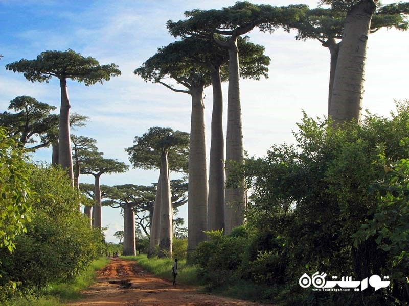 راه درختان بِئوبابز (Baobabs)