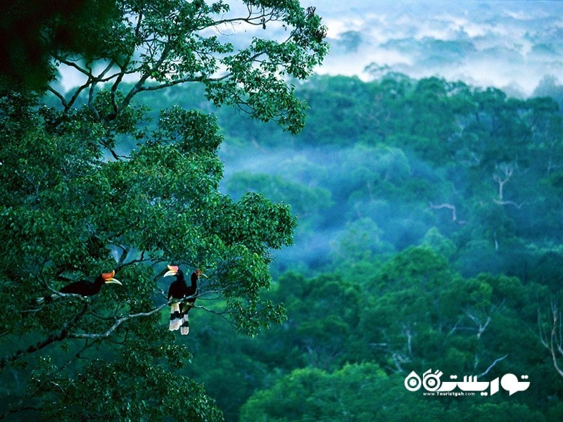 2- جنگل بارانی جلگه ای بورنئو، اندونزی